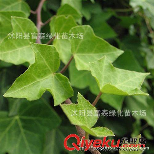 【富森園林】供應各種工程綠化攀援花卉 常春藤 常春藤苗原始圖片3