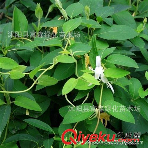 【富森園林】供應(yīng)各種攀援花卉 金銀花 金銀花苗 苗木基地直銷