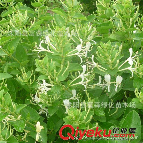 【富森園林】供應(yīng)各種攀援花卉 金銀花 金銀花苗 苗木基地直銷