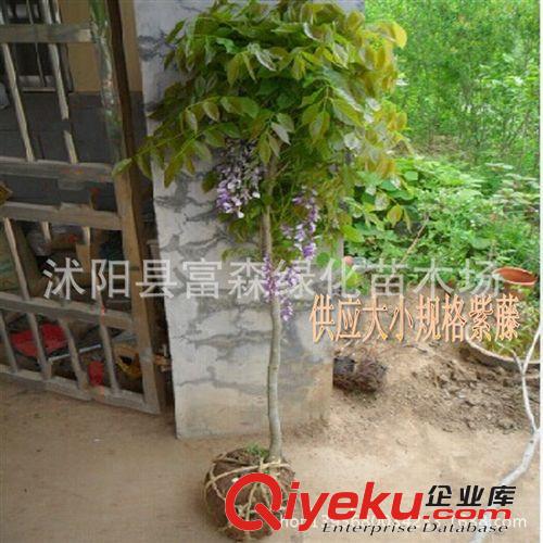 【富森園林】供應各種攀援花卉 金銀花 金銀花苗 苗木基地直銷