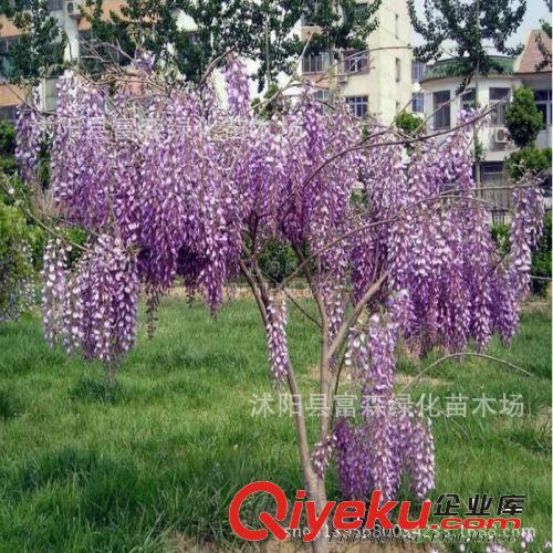 【富森園林】供應各種苗木 基地直銷 優質紫藤 紫藤花 紫藤苗原始圖片2