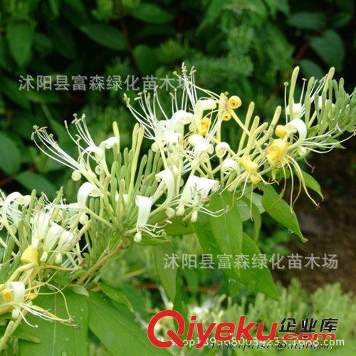 富森園林供應(yīng)綠化苗木 金銀花 金銀花小苗 規(guī)格齊全 配車發(fā)貨