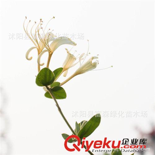 富森園林供應(yīng)綠化苗木 金銀花 金銀花小苗 規(guī)格齊全 配車發(fā)貨