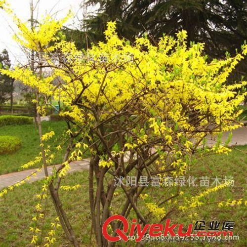 富森園林供應綠化苗木花灌木夾竹桃 夾竹桃小苗 量大配車發貨
