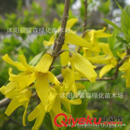 富森園林大量供應綠化苗木連翹 黃老虎 連翹小苗 連翹花 種植原始圖片2