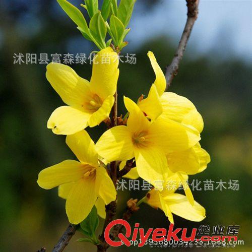 富森園林大量供應綠化苗木連翹 黃老虎 連翹小苗 連翹花 種植原始圖片3