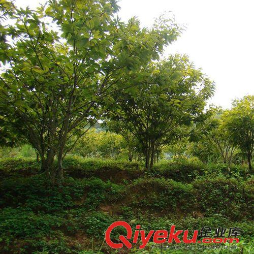 【富森園林】批發各種果樹小苗 基地直銷 優質板栗果樹原始圖片3