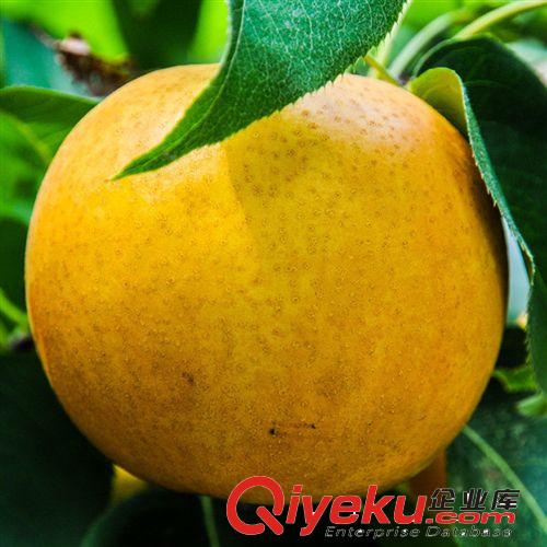 【富森園林】批發各種果樹小苗 基地直銷 優質梨桃果樹 黃金梨