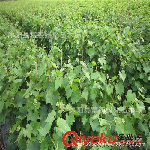【富森園林】批發(fā)各種果樹小苗 基地直銷 優(yōu)質(zhì)梨桃果樹 黃金梨