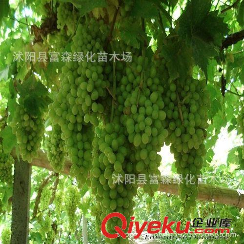 基地tg： 果樹苗 優(yōu)質葡萄苗 葡萄樹葡 萄樹苗盆栽 價格優(yōu)惠原始圖片2