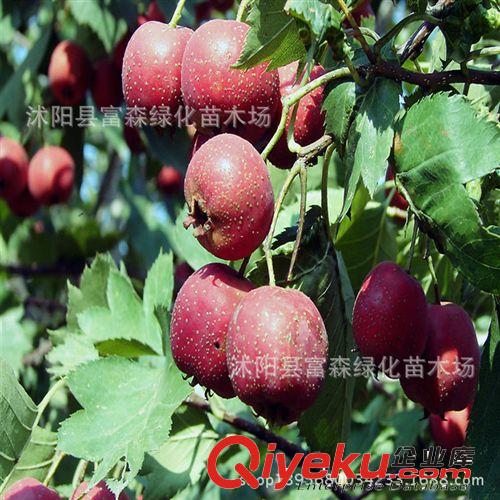 基地tg： 果樹苗 優(yōu)質葡萄苗 葡萄樹葡 萄樹苗盆栽 價格優(yōu)惠