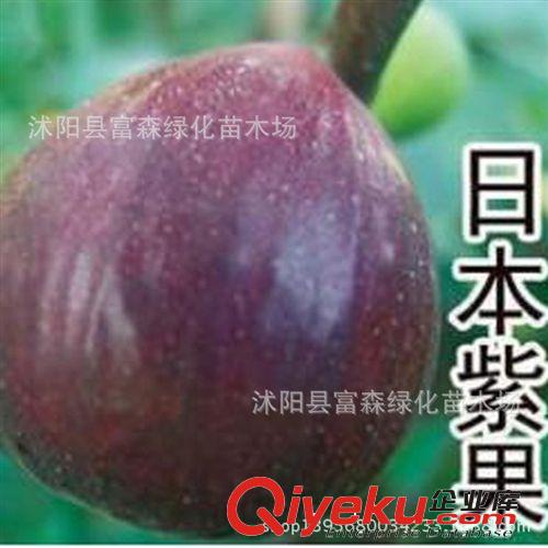基地tg：山楂樹苗 大糖球山楂樹苗 各種果樹苗 優質優惠