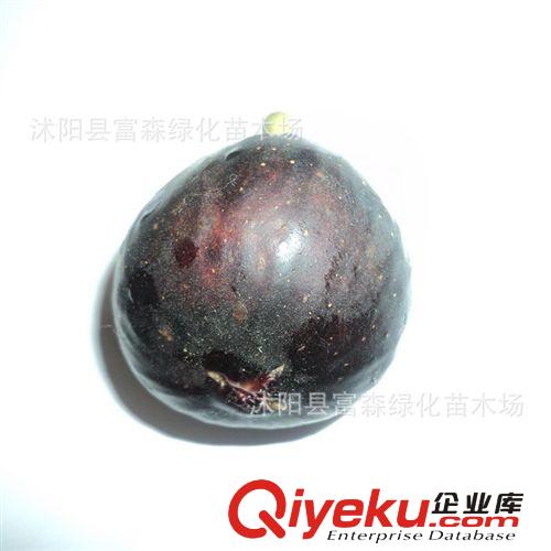 多肉景觀【日本紫果】果皮鮮艷 無果樹苗 當年結果無花果