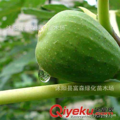 批發供應 青皮無花果苗子 無花果苗、無花果 樹苗