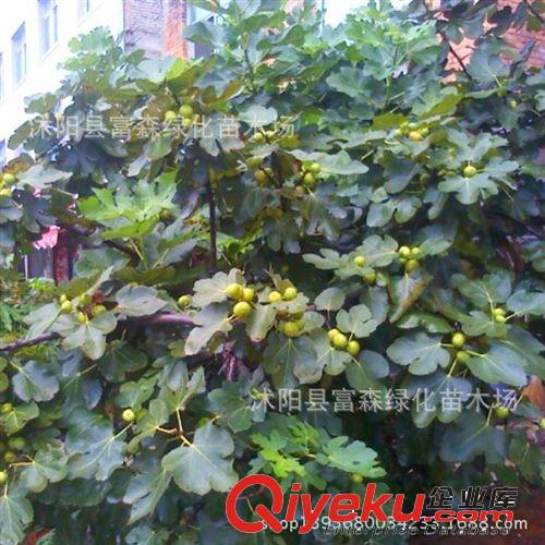 批發供應 青皮無花果苗子 無花果苗、無花果 樹苗