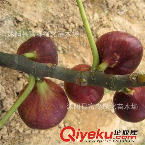 果樹苗 無花果苗【綠色無花果苗】各種規格