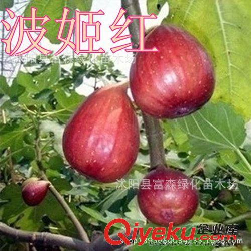 【波姬紅】紅心無花果 味甜汁多.品質{jj0} 新品種無花果原始圖片2