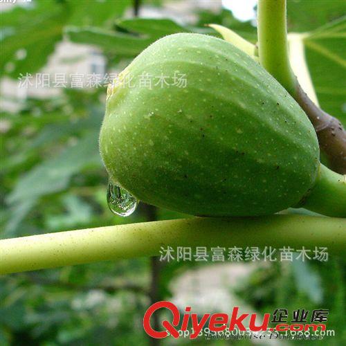 果樹苗 無花果苗【綠色無花果苗】各種規格