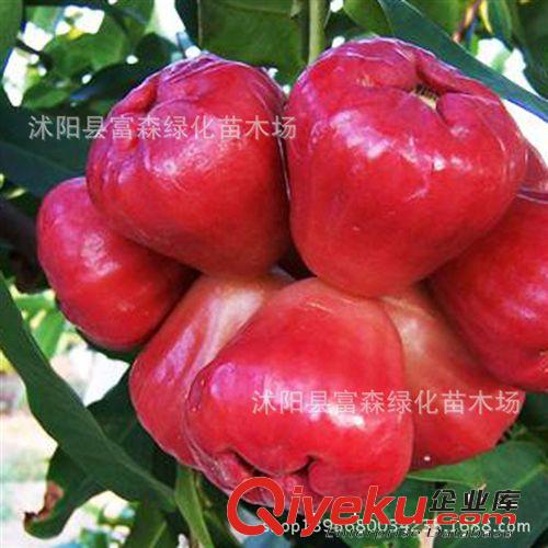 果樹苗 無花果苗【綠色無花果苗】各種規格