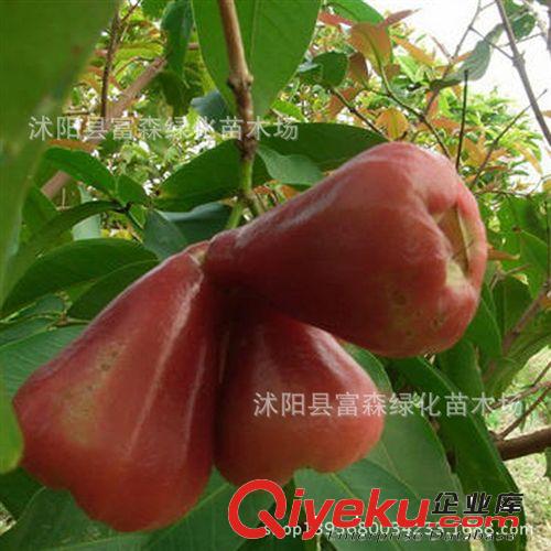飛彈蓮霧無花果果樹 水果公主蓮霧種苗 種苗美容