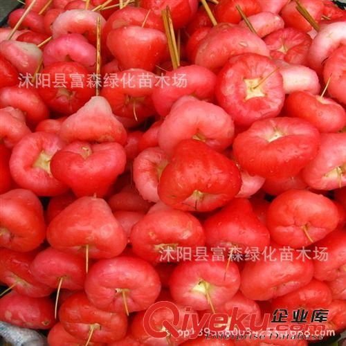 飛彈蓮霧無花果果樹 水果公主蓮霧種苗 種苗美容