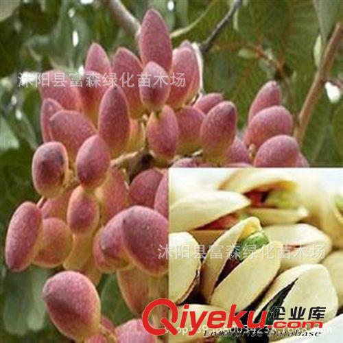 開心果苗木  綠仁果開心果樹苗 批發果樹苗