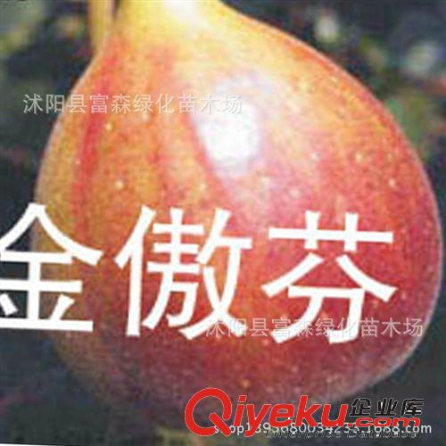 開心果苗木  綠仁果開心果樹苗 批發(fā)果樹苗
