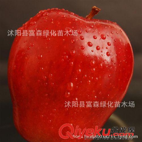 果苗 【砂糖無花果苗】無花果樹苗木 當(dāng)年可結(jié)果 苗木批發(fā)