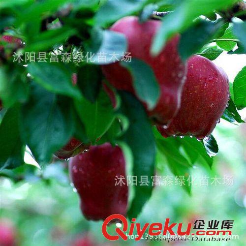 基地大量供應(yīng) 蛇果樹苗 美國蛇果樹苗 蛇果果樹原始圖片2