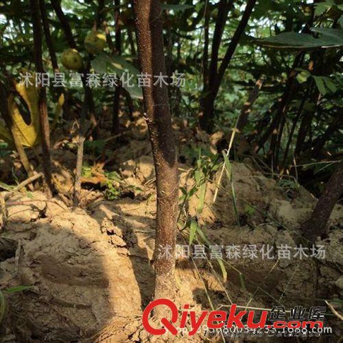 大量供應橙子樹小苗 橙樹苗 特價批發優質果樹