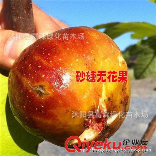 果苗 【砂糖無花果苗】無花果樹苗木 當(dāng)年可結(jié)果 苗木批發(fā)原始圖片2