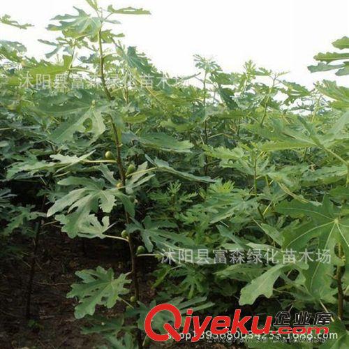 果苗 【砂糖無花果苗】無花果樹苗木 當(dāng)年可結(jié)果 苗木批發(fā)原始圖片3