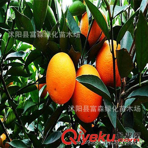 大量供應橙子樹小苗 橙樹苗 特價批發優質果樹原始圖片2