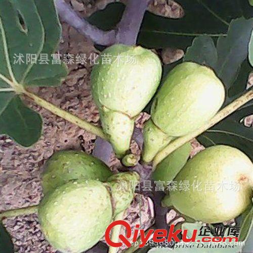 批發板栗果樹苗木 板栗苗 大紅袍板栗苗木 掛果多 板栗 樹苗