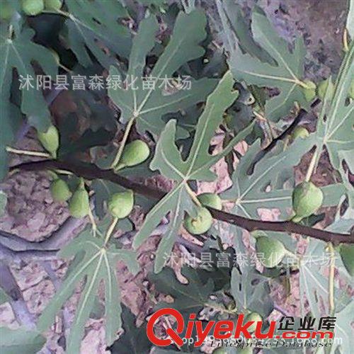 批發供應優質無花果鮮果 當季新鮮無花果 布蘭瑞克無花果原始圖片3