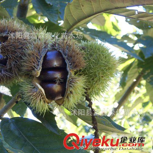 果樹柑橘成苗 風(fēng)味純正 成活率高 柑橘 根系發(fā)達(dá) 當(dāng)年開花 桔子