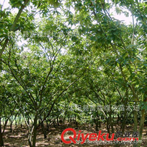 批發板栗果樹苗木 板栗苗 大紅袍板栗苗木 掛果多 板栗 樹苗原始圖片2