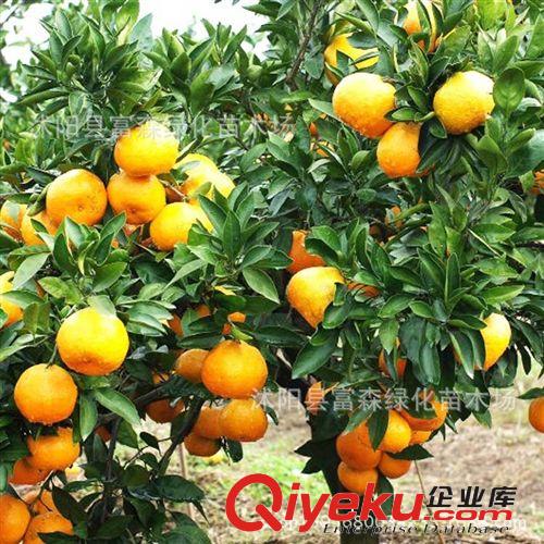 果樹柑橘成苗 風(fēng)味純正 成活率高 柑橘 根系發(fā)達(dá) 當(dāng)年開花 桔子原始圖片2
