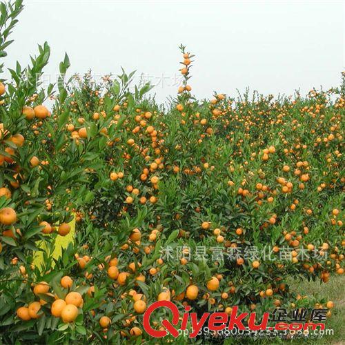 果樹柑橘成苗 風(fēng)味純正 成活率高 柑橘 根系發(fā)達(dá) 當(dāng)年開花 桔子原始圖片3