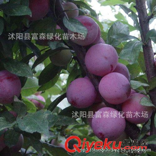 批發供應高品質花木種子-藍杉種子， 新采 高牙率