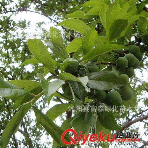 大量供應：李子樹 李樹 李子樹苗 香嫩潤口 品種規格齊全原始圖片2