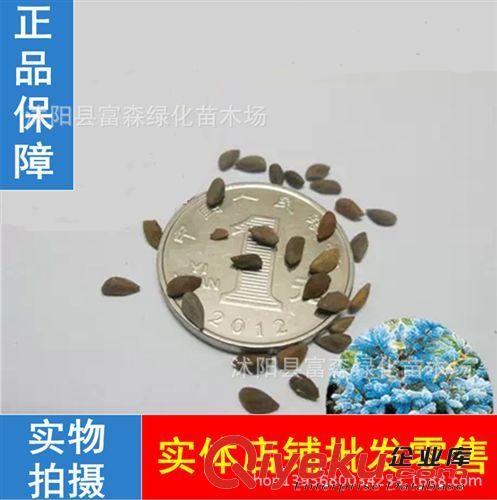 大量出售南酸棗種子  四眼果酸棗樹(shù)貨郎果山棗樹(shù)觀果種子