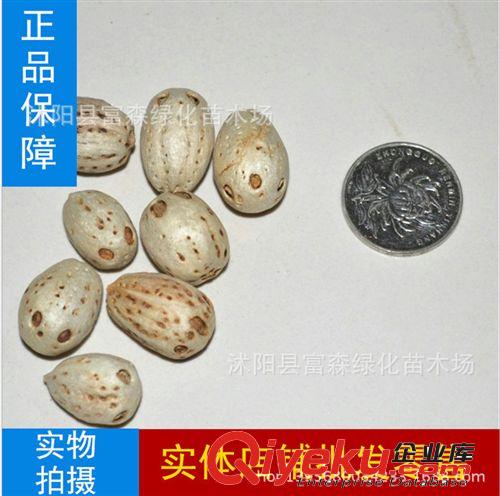 出售【白皮松種子】 林木種子  白骨松 三針松 蟠龍松樹種子