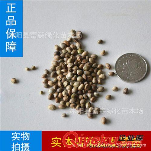 進(jìn)口牧草種子 臺(tái)灣雜交甜象草 又叫雜交狼尾草 美洲狼尾草種子