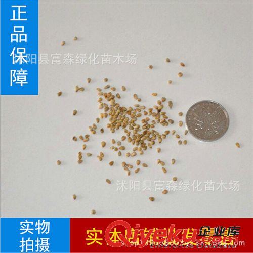 批發(fā)藥材種子畢澄茄種子 毛葉木姜子種子 中藥磨粉畢澄茄種子種植