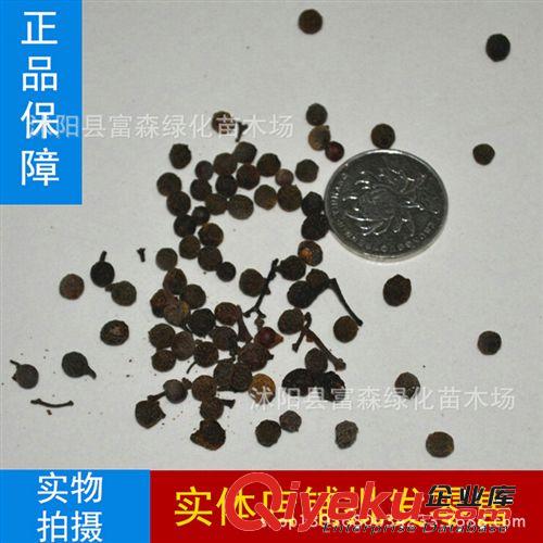 大量批發(fā)供應(yīng)果樹種子蟠桃種子/桃子種子/ 種子 發(fā)芽高