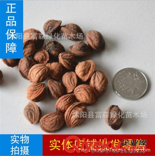 大量批發(fā)綠化苗木種子重陽木種子 林木種子  秋楓種子 秋楓樹種子