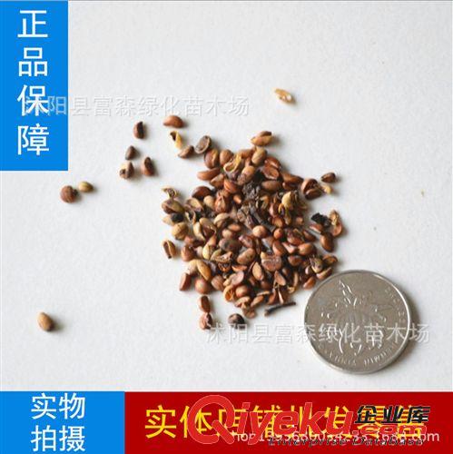 大量批發(fā)綠化苗木種子重陽木種子 林木種子  秋楓種子 秋楓樹種子