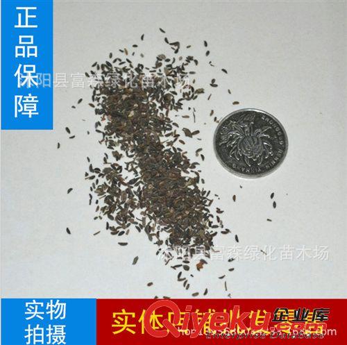 大量批發(fā)綠化苗木種子重陽木種子 林木種子  秋楓種子 秋楓樹種子