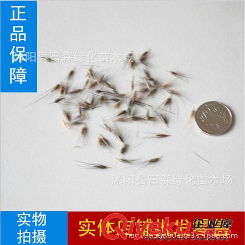 大量批發優質黑柴胡種子【北柴胡種子】 純新 柴胡籽 zcy種子